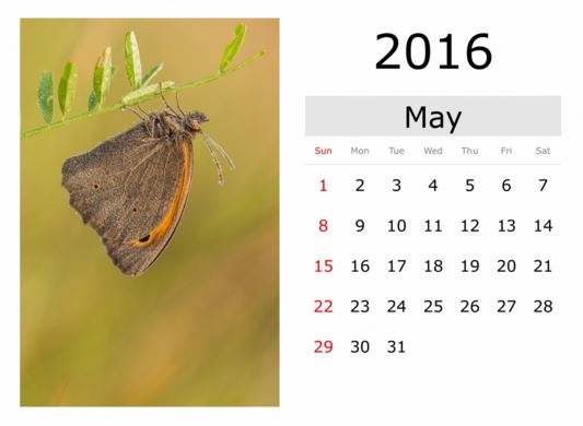 Calendarios de mayo 2016 con mariposas