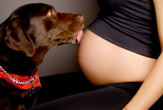Fotos de embarazadas con mascotas
