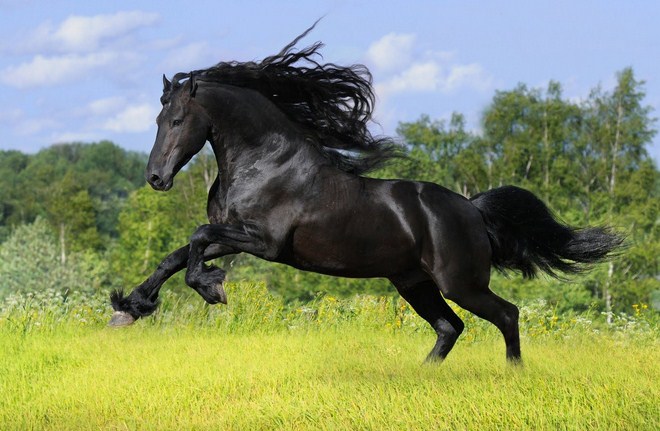 Imagenes de caballos negros