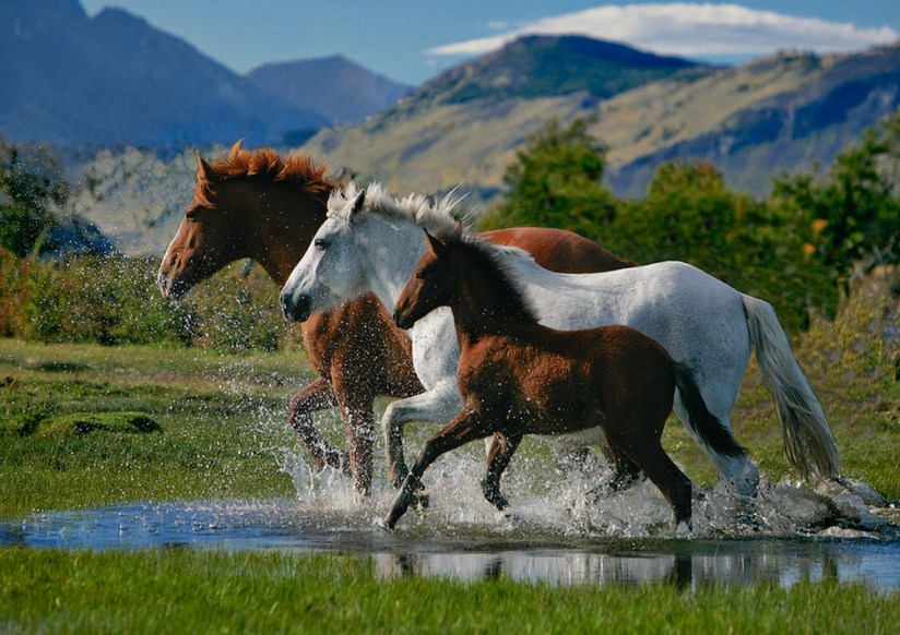 Imagenes de caballos reales