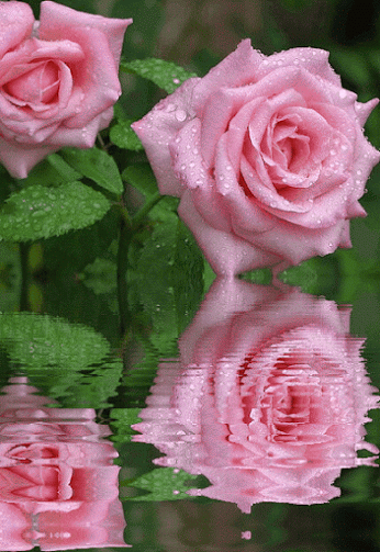 Imagenes de rosas rosas con movimiento