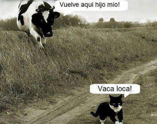 Imagenes de vacas divertidas