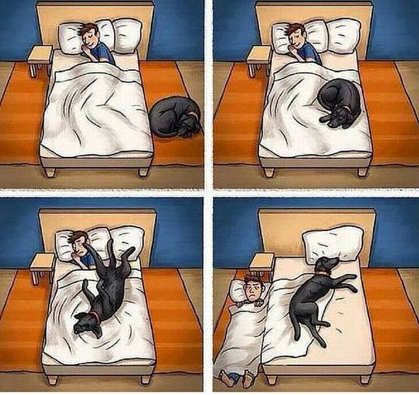 Imagenes graciosas de dormir con mascotas
