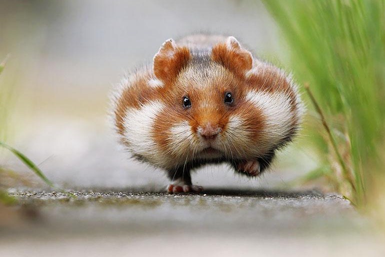 Imagenes tiernas de hamsters corriendo