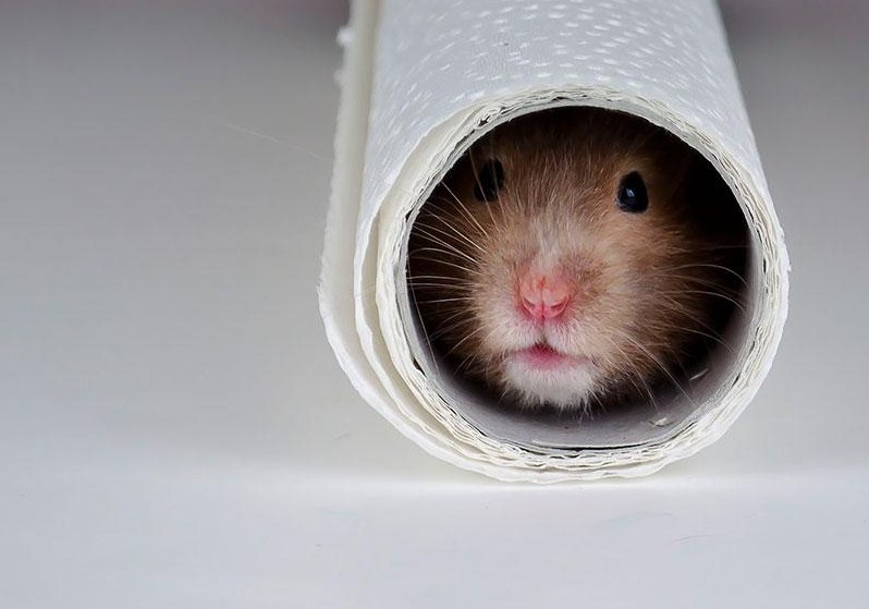 Imagenes tiernas de hamsters escondidos