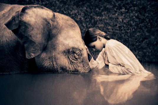 Imagenes tiernas para el día mundial del elefante