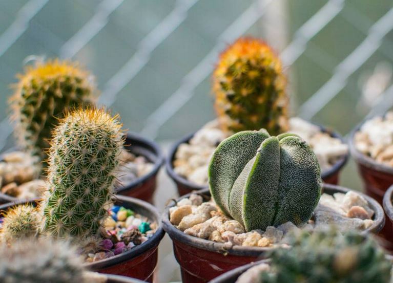 fotos y nombres de cactus y suculentas